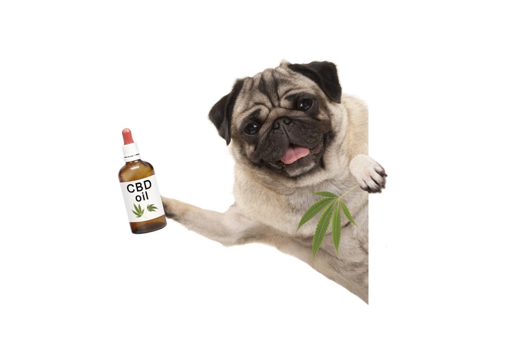 CBD Oil for Aging Pets: Promoting Wellness in Senior Companions